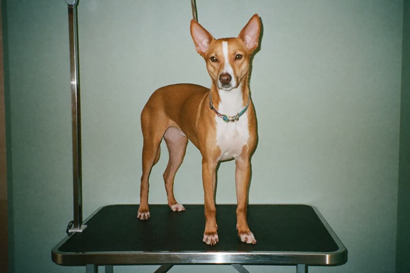 A dog standing on a grooming table in a small grooming room