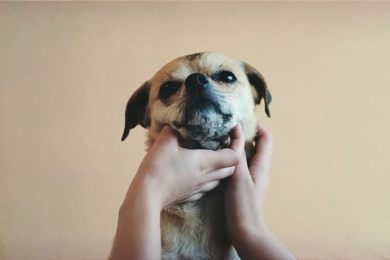 Hands combing the fur around a small dog's face