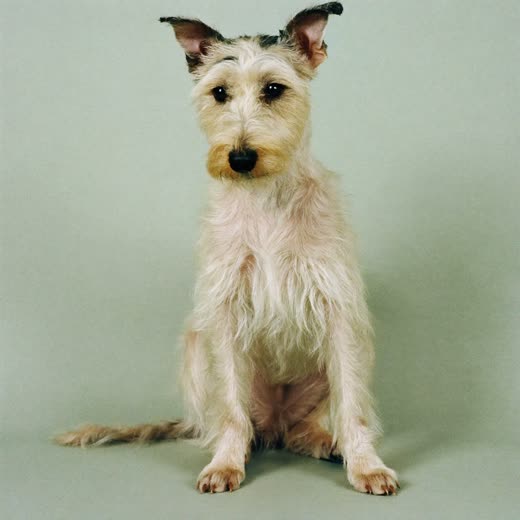 A freshly groomed terrier sitting against a plain pastel backdrop