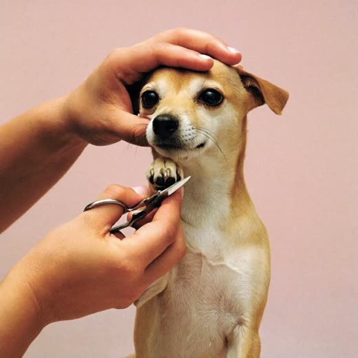Hands clipping a small dog's nails