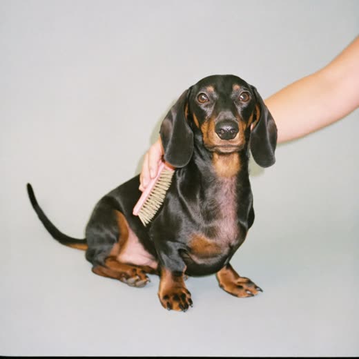 A dachshund being brushed with a slicker brush
